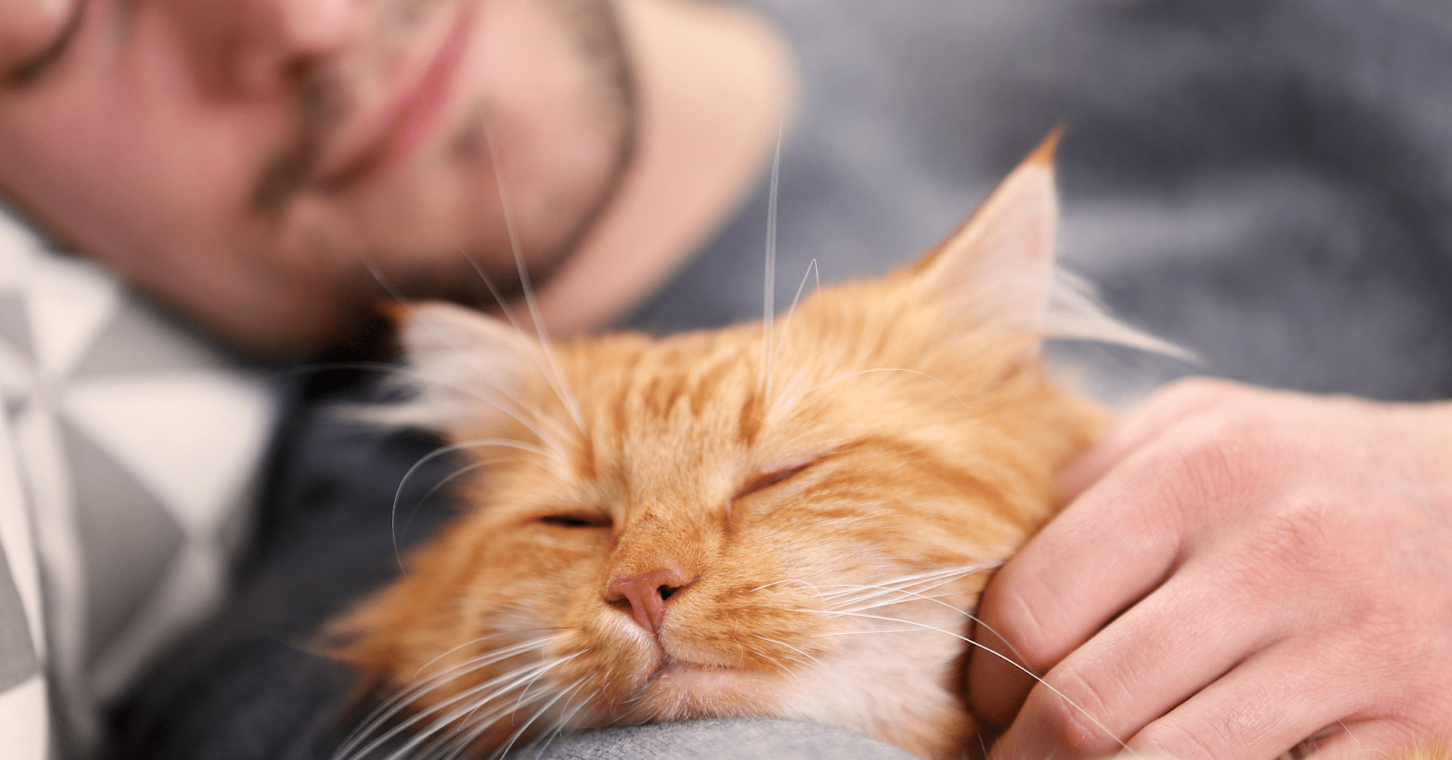 How Long Can You Leave a Cat Alone?